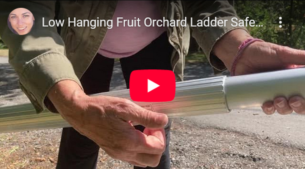Low Hanging Fruit Thumbnail